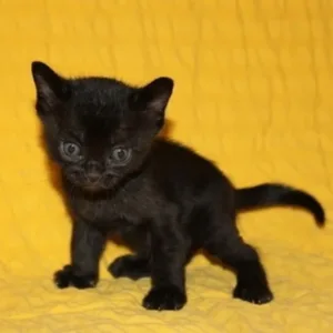 bombay kittens for sale
